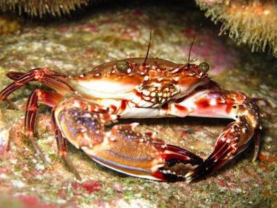 b2ap3_thumbnail_Thailand-dive-release-the-kraken-4.jpg