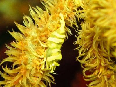 b2ap3_thumbnail_Thailand-dive-release-the-kraken-5.jpg