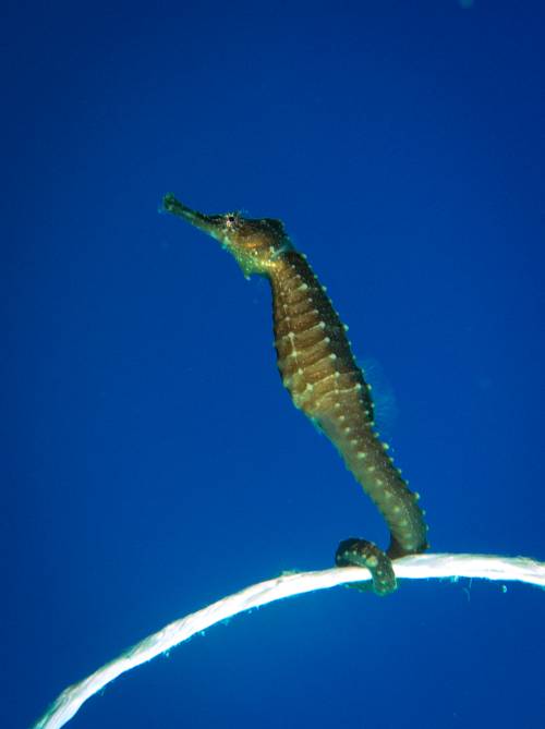 a1sx2_Thumbnail1_Trip25-1-12.jpg