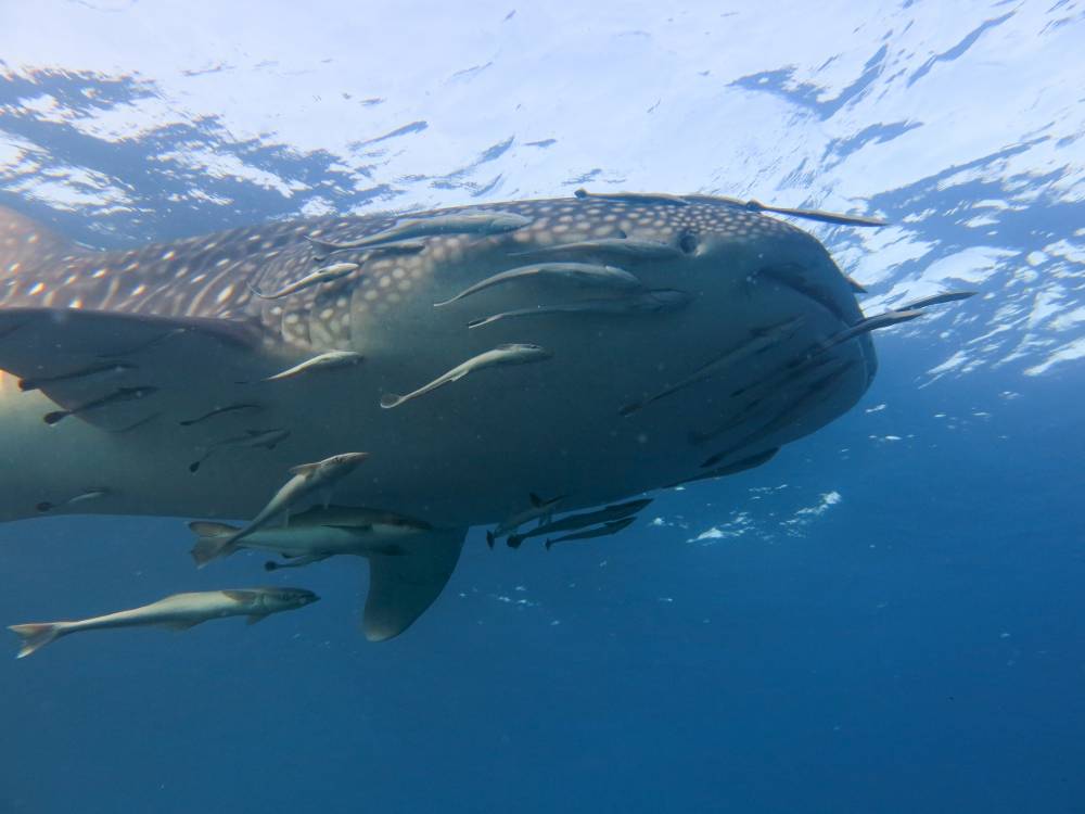 a1sx2_t2_whaleb-4.jpg