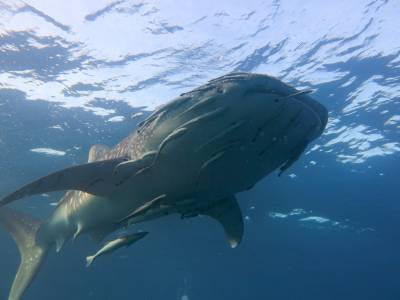 b2ap3_thumbnail_whaleb-3.jpg