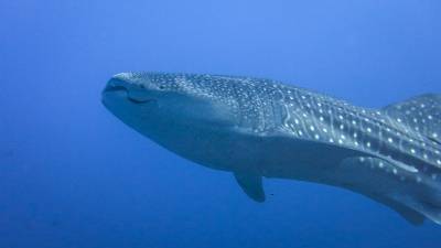 b2ap3_thumbnail_whaleshak-4.jpg