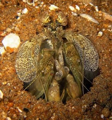 b2ap3_thumbnail_Boonsung-Wreck---Spearing-Mantis-Shrimp.JPG