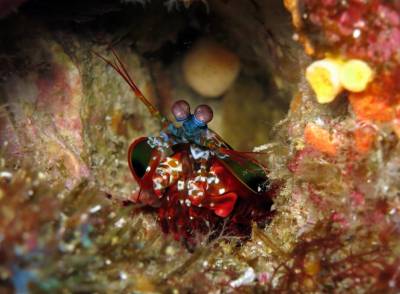 b2ap3_thumbnail_Mergui-Archipelago-Burma---Western-Rocky-The-Cave-7.JPG