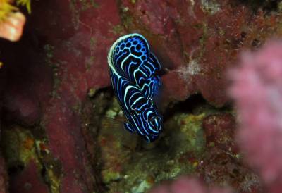 b2ap3_thumbnail_Richelieu-Rock---Juvenile-Emperor-Angelfish-1.JPG