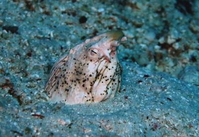b2ap3_thumbnail_Similan-Islands-Anitas-Reef---Marbled-Snake-Eel-2.jpg