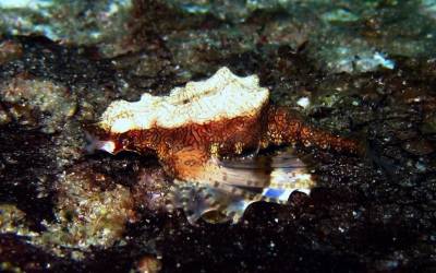 b2ap3_thumbnail_Similan-Islands-Deep-Six---Sea-Moth-1.JPG