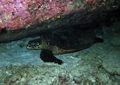 b2ap3_thumbnail_Similan-Islands-Mooring-Bay---Night-Dive-14.JPG