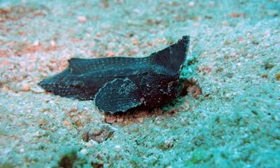 b2ap3_thumbnail_Spiny-Leaf-Scorpionfish.JPG