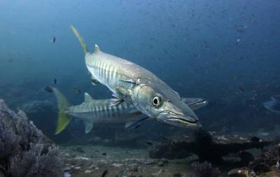 b2ap3_thumbnail_Tachai-Pinnacle---Pickhandle-Barracuda.JPG