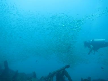 a1sx2_Thumbnail1_fish.jpg