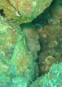 a1sx2_Thumbnail1_frogfish.jpg