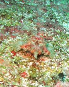 a1sx2_Thumbnail1_seamoyh.jpg