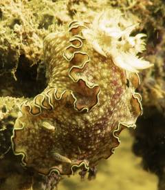 a1sx2_Thumbnail2_nudi.jpg