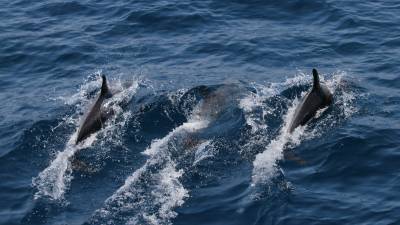 b2ap3_thumbnail__MG_5303.JPG