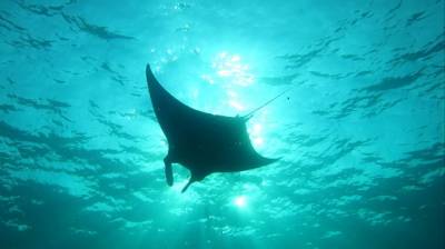 b2ap3_thumbnail_manta.jpg