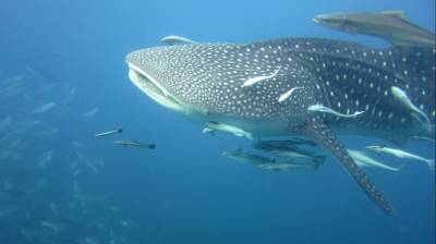 b2ap3_thumbnail_whaleshark-1_20140411-045043_1.jpg