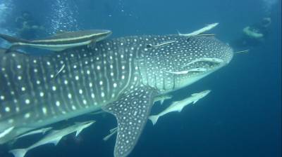 b2ap3_thumbnail_whaleshark-2.jpg