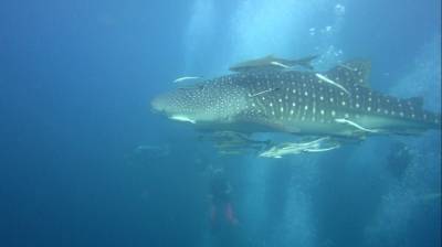 b2ap3_thumbnail_whaleshark-3.jpg