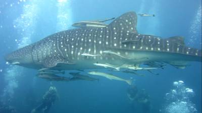 b2ap3_thumbnail_whaleshark-4.jpg