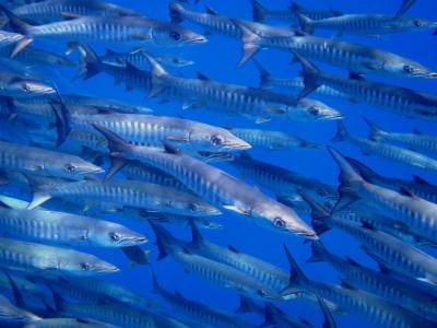 b2ap3_thumbnail_Barracuda.JPG