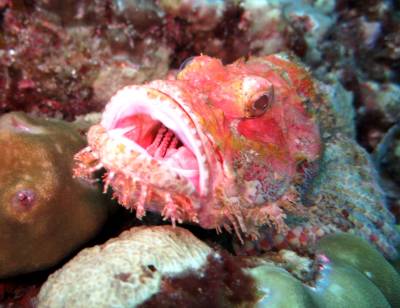 b2ap3_thumbnail_Bearded-Scorpion6_20140411-061332_1.JPG