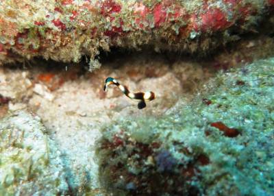 b2ap3_thumbnail_Juv.-Oriental-Sweetlips.JPG