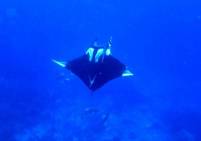 b2ap3_thumbnail_Manta1.JPG