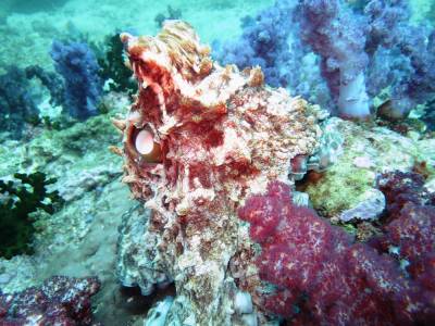 b2ap3_thumbnail_Octopus2.JPG