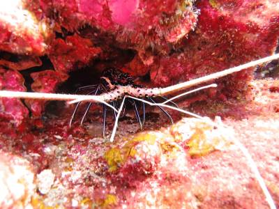 b2ap3_thumbnail_Rock-Lobster.JPG