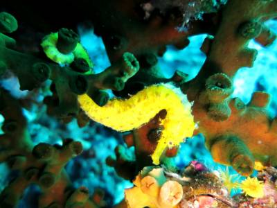 b2ap3_thumbnail_Tigertail-Seahorse8_20140325-121626_1.JPG
