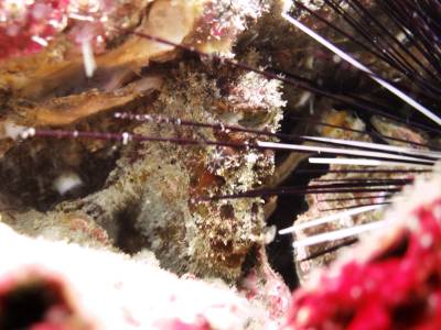b2ap3_thumbnail_Frogfish.JPG