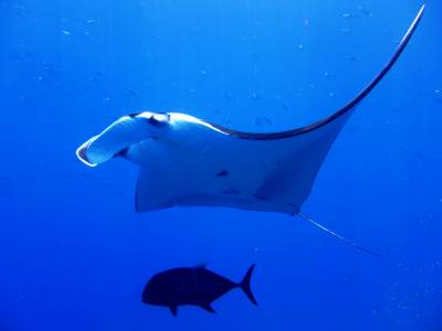 b2ap3_thumbnail_Manta7.JPG