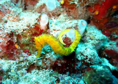 b2ap3_thumbnail_Tigertail-Seahorse.JPG