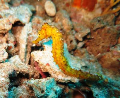 b2ap3_thumbnail_Tigertail-Seahorse4.JPG