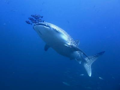 b2ap3_thumbnail_Whaleshark.JPG