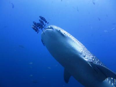 b2ap3_thumbnail_Whaleshark1.JPG