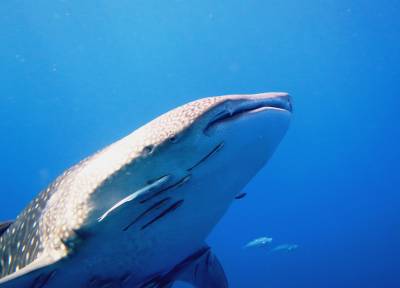 b2ap3_thumbnail_Whaleshark12.JPG