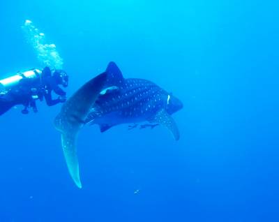 b2ap3_thumbnail_Whaleshark22.JPG