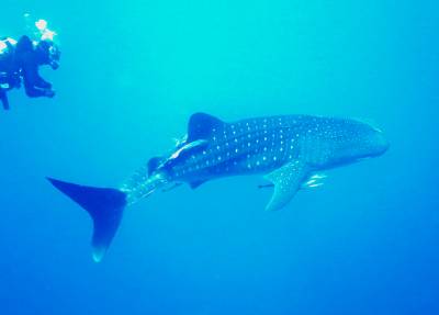 b2ap3_thumbnail_Whaleshark23.JPG
